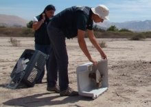 Luego de comprobar su estado general de salud, funcionarios del Servicio Agrícola y Ganadero (SAG), devolvieron a su medio ambiente natural un ejemplar de pequén y otro de cernícalo, aves rapaces protegidas por ley, que fueron entregadas por particulares luego de hallarlas en condiciones desfavorables en la zona de la capital regional.