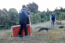 Funcionarios SAG liberando zorro gris
