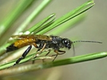 Foto de la avispa taladradora