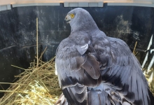 Ejemplar de Vari es devuelto a su hábitat natural las cercanías del humedal Rocuant