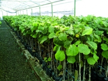 SAG refuerza medidas fitosanitarias para  prevenir la Psa en los viveros