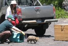 SAG devolvió a su hábitat natural a un zorro chilla y un zorro culpeo